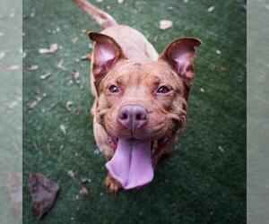 American Pit Bull Terrier-Unknown Mix Dogs for adoption in Charlotte, NC, USA