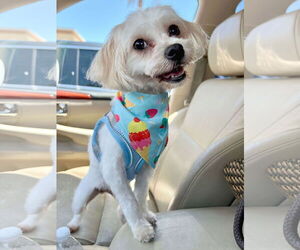 Maltese Dogs for adoption in Pompano Beach , FL, USA