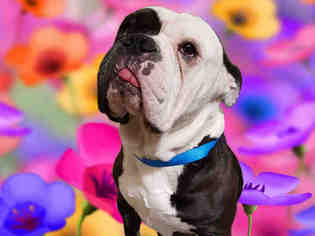 Bulldog Dogs for adoption in Fairfield, CA, USA
