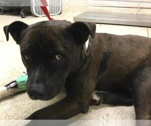 American Pit Bull Terrier Dogs for adoption in Riverside, CA, USA