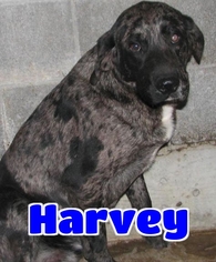 Catahoula Leopard Dog Dogs for adoption in Lawrenceburg, KY, USA