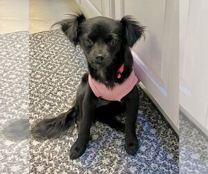 Chion Dogs for adoption in Newport Beach, CA, USA