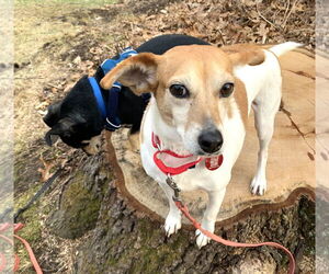 Raggle Dogs for adoption in Wakefield, RI, USA