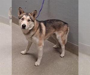 Siberian Husky-Unknown Mix Dogs for adoption in Las Vegas, NV, USA