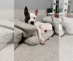 American Pit Bull Terrier Dogs for adoption in Caribou, ME, USA