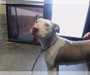 Mutt Dogs for adoption in Tulsa, OK, USA