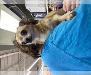 Chi-Corgi Dogs for adoption in Grand Haven, MI, USA