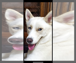 Siberian Husky Dogs for adoption in McKinney, TX, USA