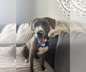 American Pit Bull Terrier-Labrador Retriever Mix Dogs for adoption in Oakhurst, NJ, USA