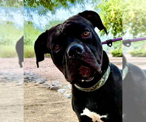 American Staffordshire Terrier-Unknown Mix Dogs for adoption in Goodyear, AZ, USA