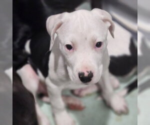 Catahoula Leopard Dog-Unknown Mix Dogs for adoption in Walnutport, PA, USA