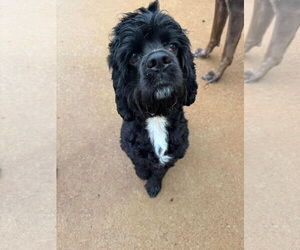Cocker Spaniel Dogs for adoption in Greenville, SC, USA