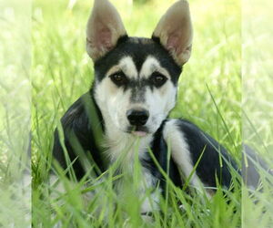 Siberian Husky-Unknown Mix Dogs for adoption in Okolona, MS, USA