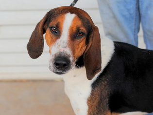 Treeing Walker Coonhound Dogs for adoption in Anniston, AL, USA