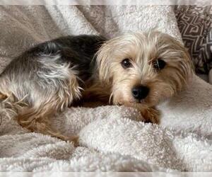Silky Terrier-Unknown Mix Dogs for adoption in Buffalo, NY, USA