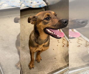 American Pit Bull Terrier-German Shepherd Dog Mix Dogs for adoption in La Porte, IN, USA