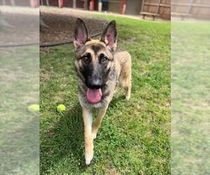 German Shepherd Dog Dogs for adoption in Plano, TX, USA