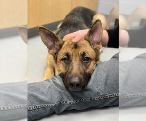 German Shepherd Dog Dogs for adoption in Negaunee, MI, USA