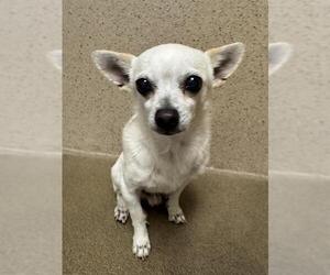 Chihuahua Dogs for adoption in Sacramento, CA, USA