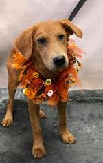 Golden Retriever-Unknown Mix Dogs for adoption in pomfret, CT, USA
