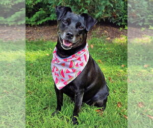 Mutt Dogs for adoption in Westminster, MA, USA