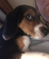 Beagle Dogs for adoption in Parker Ford, PA, USA