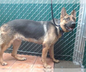 German Shepherd Dog Dogs for adoption in Downey, CA, USA