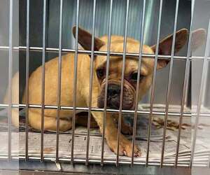 French Bulldog Dogs for adoption in New York, NY, USA