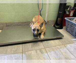 German Shepherd Dog-Unknown Mix Dogs for adoption in Grand Prairie, TX, USA