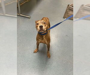 American Pit Bull Terrier Dogs for adoption in West Palm Beach, FL, USA