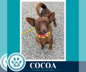 Chihuahua-Unknown Mix Dogs for adoption in Kimberton, PA, USA