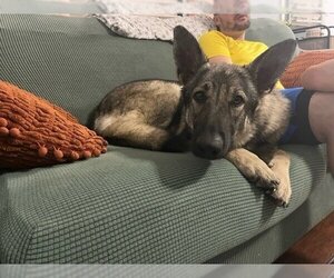 German Shepherd Dog Dogs for adoption in Bolivar, MO, USA