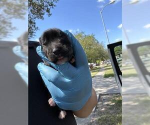 Labrador Retriever-Unknown Mix Dogs for adoption in Houston, TX, USA