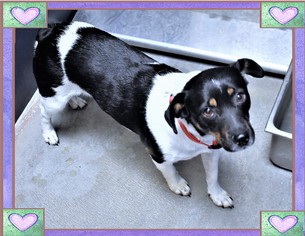 Jack-A-Bee Dogs for adoption in San Jacinto, CA, USA