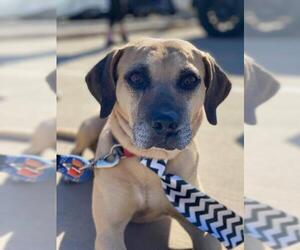 Black Mouth Cur-Labrador Retriever Mix Dogs for adoption in Irving, TX, USA