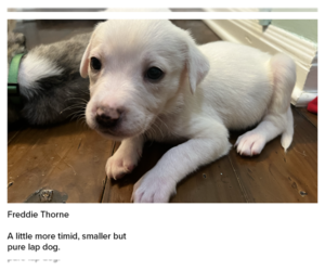 American Pit Bull Terrier-Unknown Mix Dogs for adoption in New Orleans, LA, USA