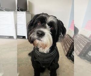 Mutt Dogs for adoption in Cary, NC, USA