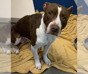 American Pit Bull Terrier-Unknown Mix Dogs for adoption in Olathe, KS, USA