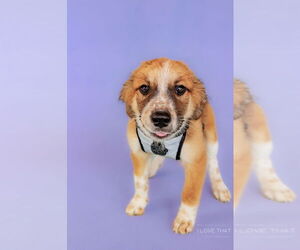 Labrador Retriever-Unknown Mix Dogs for adoption in The Woodlands, TX, USA