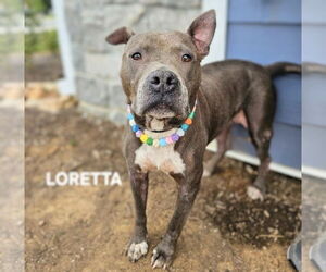 American Staffordshire Terrier-Unknown Mix Dogs for adoption in Maryville, TN, USA