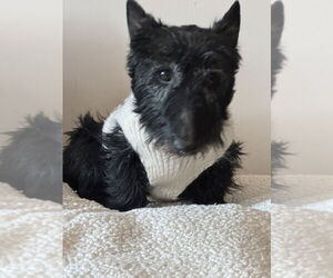 Mutt Dogs for adoption in Springdale, PA, USA