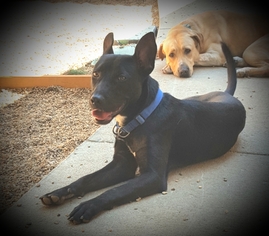 Borador Dogs for adoption in Littelton, CO, USA