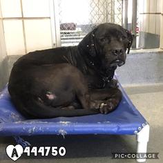 American Bulldog-Unknown Mix Dogs for adoption in San Antonio, TX, USA