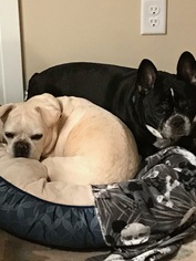 French Bulldog Dogs for adoption in Forest Lake, MN, USA