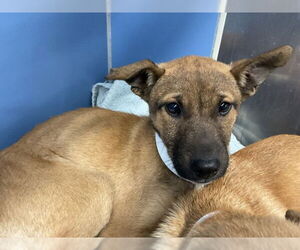 Mutt Dogs for adoption in San Bernardino, CA, USA