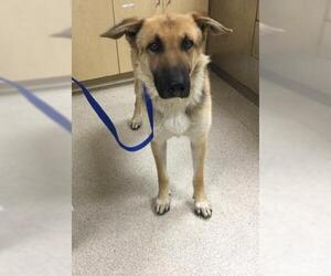German Shepherd Dog Dogs for adoption in Riverside, CA, USA