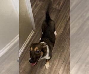 Mutt Dogs for adoption in San Antonio, TX, USA