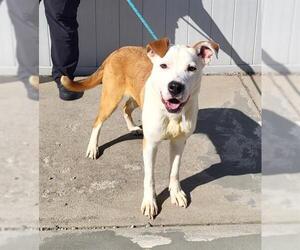 American Pit Bull Terrier-Labrador Retriever Mix Dogs for adoption in Louisville, KY, USA