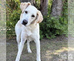 Labrador Retriever-Unknown Mix Dogs for adoption in Washington, DC, USA