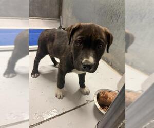 Labrador Retriever-Unknown Mix Dogs for adoption in Conroe, TX, USA